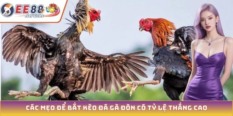 Các mẹo để bắt kèo đá gà đòn có tỷ lệ thắng cao