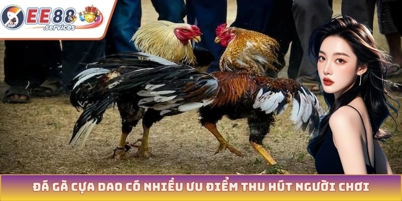 Đá gà cựa dao có nhiều ưu điểm thu hút người chơi
