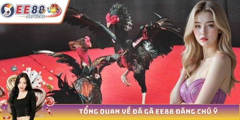 Tổng quan về đá gà EE88 đáng chú ý