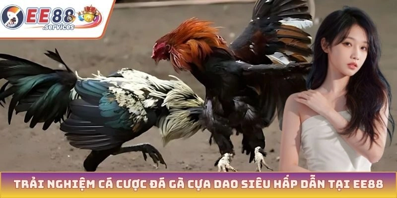 Trải nghiệm cá cược đá gà cựa dao siêu hấp dẫn tại EE88