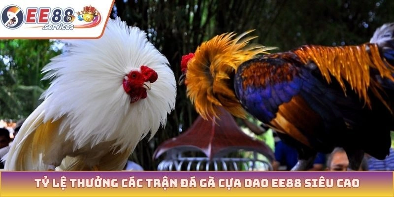 Tỷ lệ thưởng các trận đá gà cựa dao EE88 siêu cao